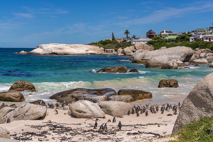153 Boulders Beach, Zuid-Afrika.jpg